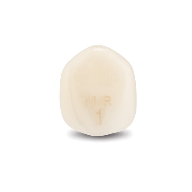 Acero Zirconia Crown Z1 MR1 - Lower canine size 1, C-L-1
