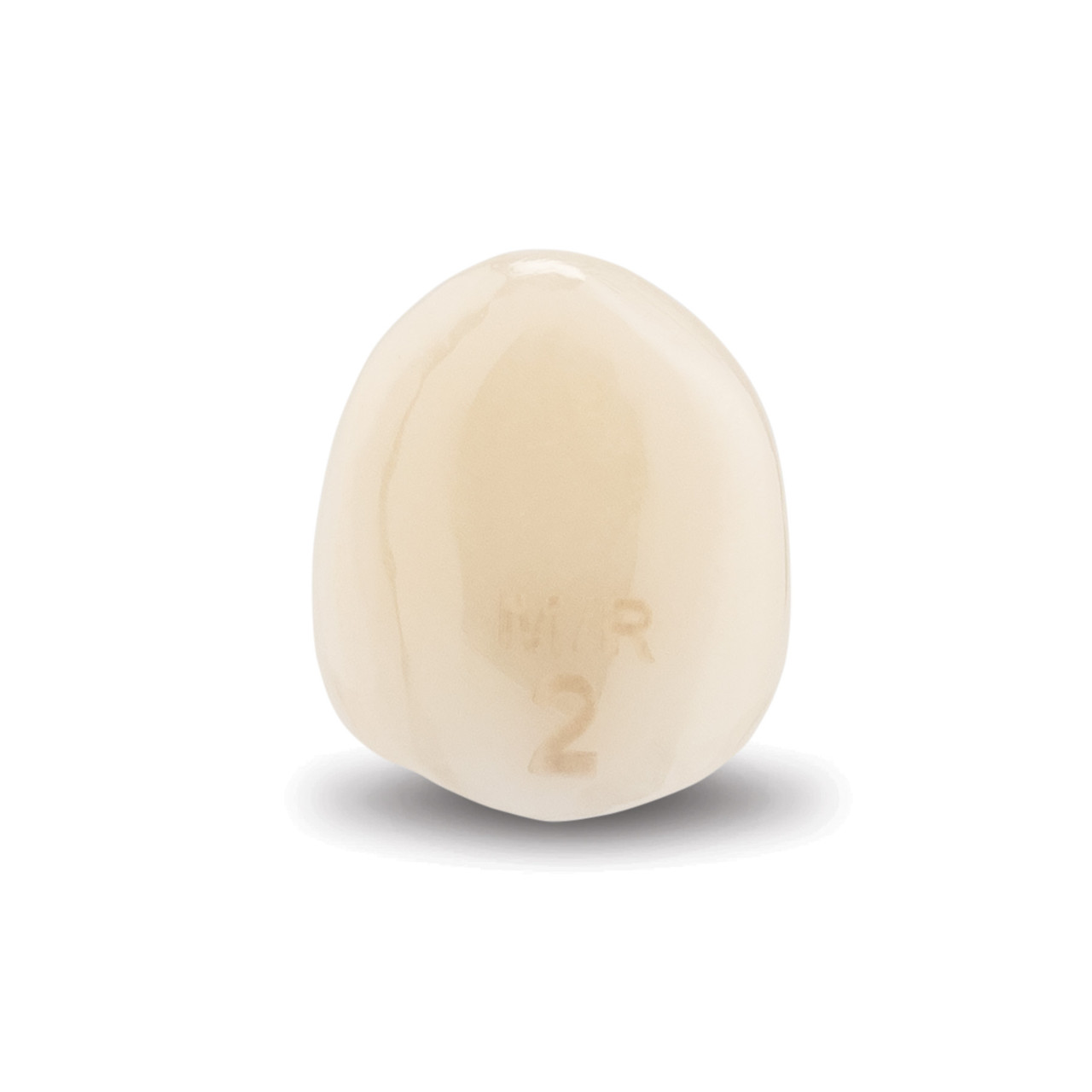 Acero Zirconia Crown Z1 MR2 - Lower canine size 2, C-L-2