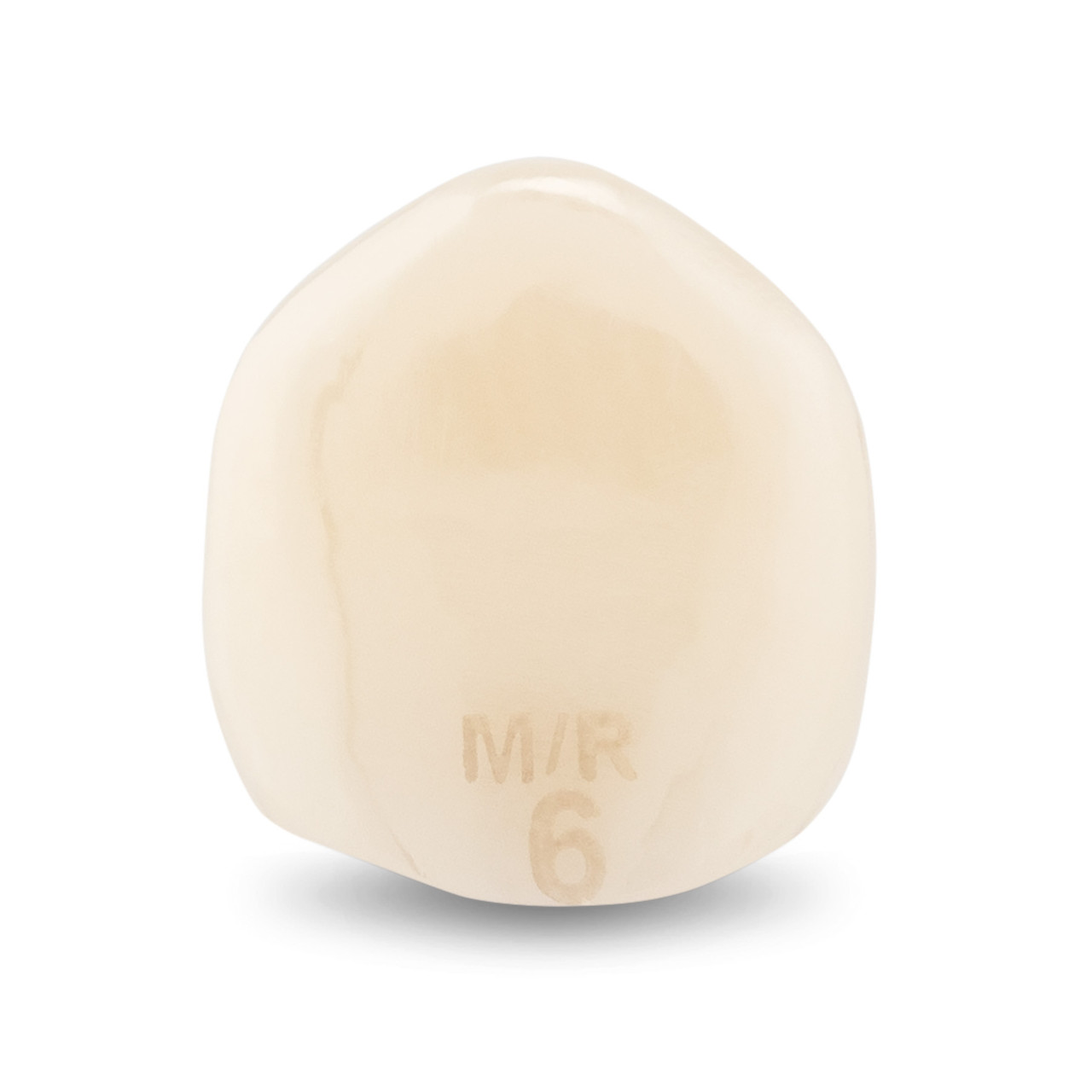 Acero Zirconia Crown Z1 MR6 - Lower canine size 6, C-L-6